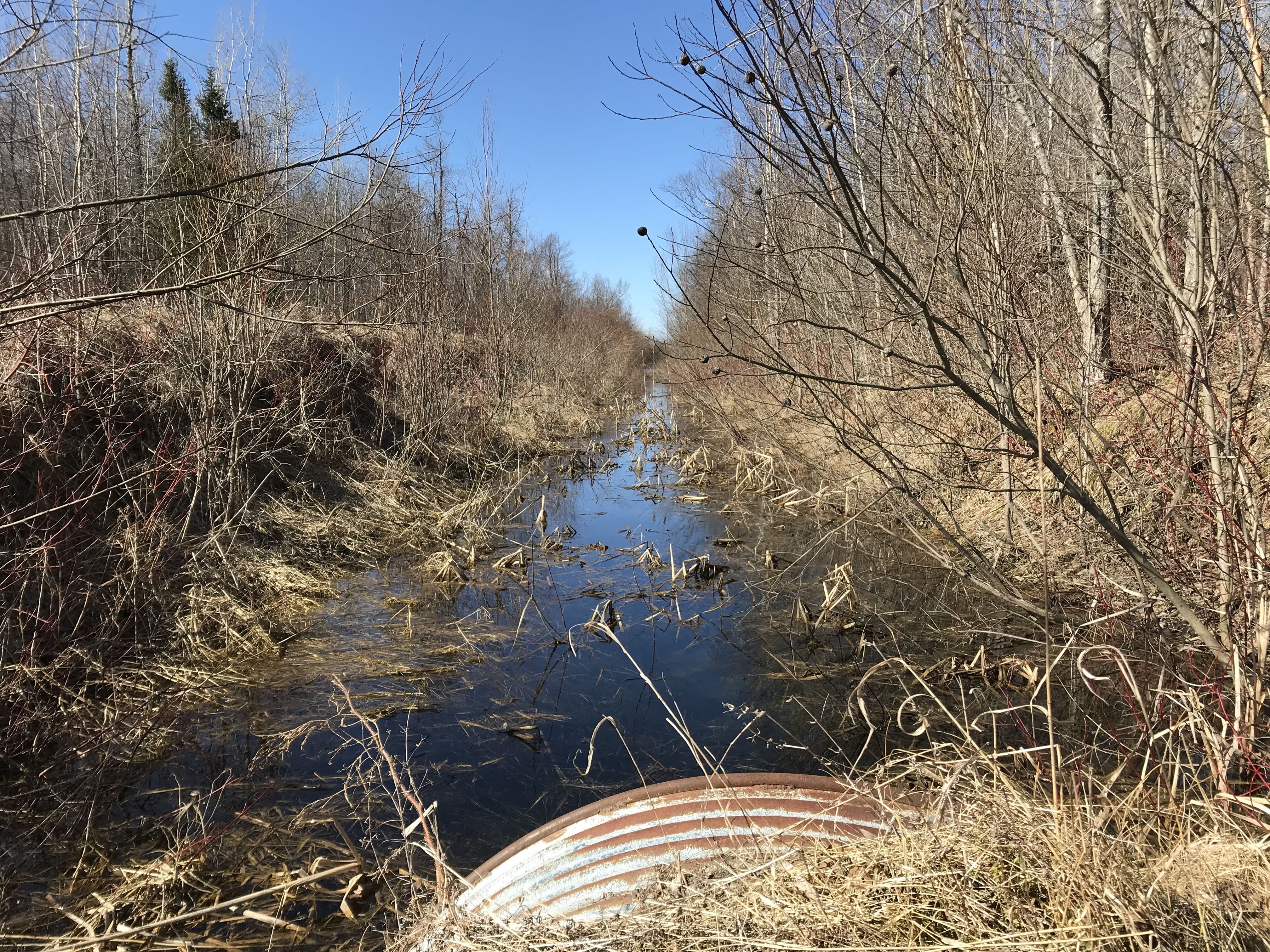 Genetic structure of fish populations in agricultural streams